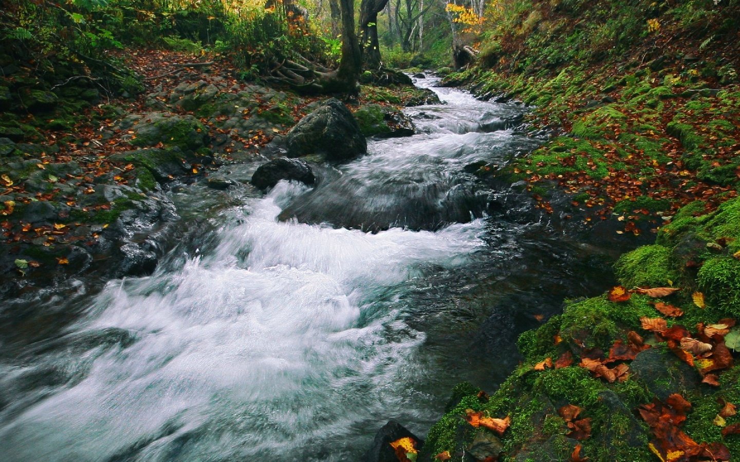 Обои ручей, осень, поток, stream, autumn разрешение 2560x1696 Загрузить