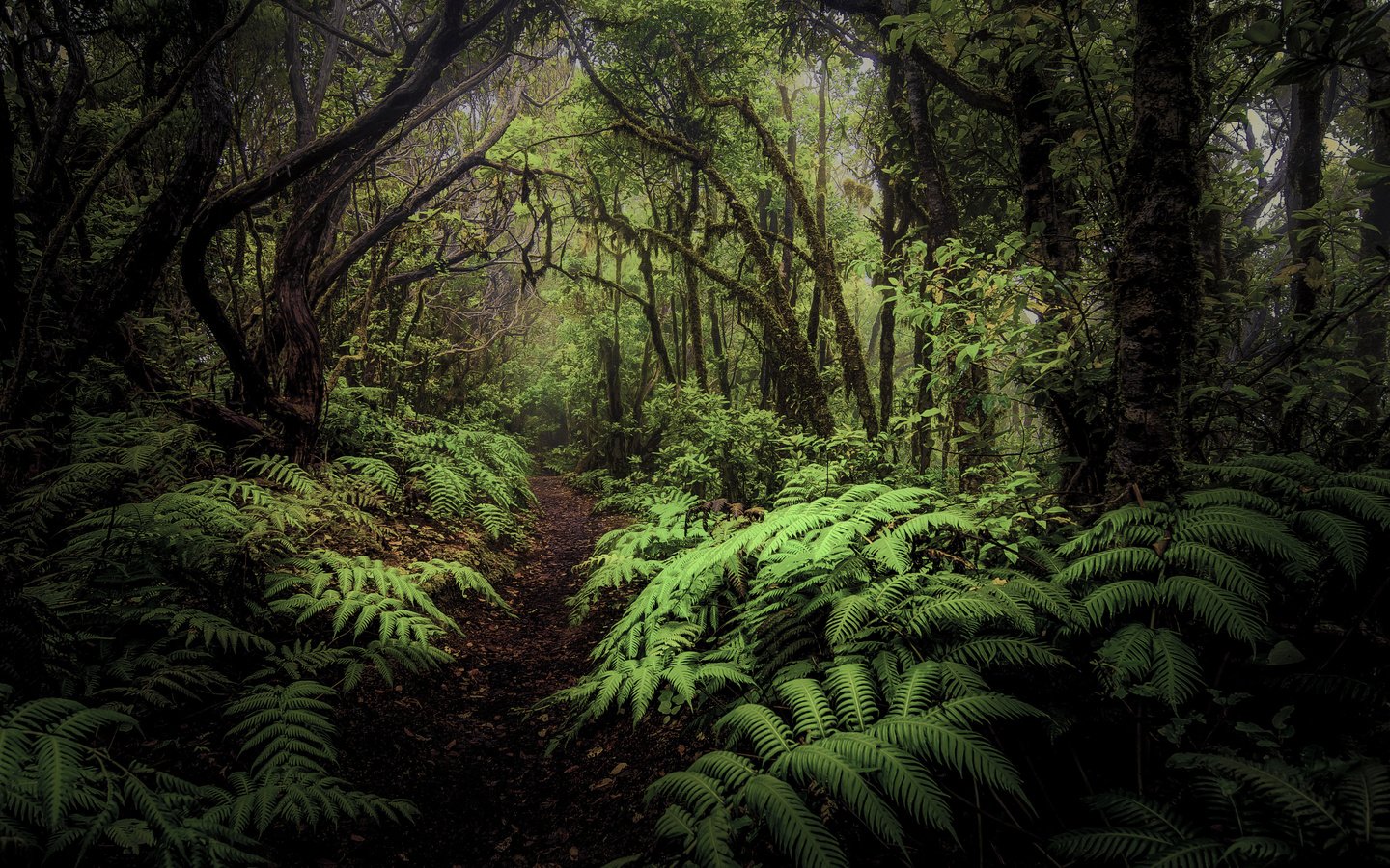 Обои деревья, лес, листья, тропинка, папоротник, заросли, trees, forest, leaves, path, fern, thickets разрешение 4928x3264 Загрузить