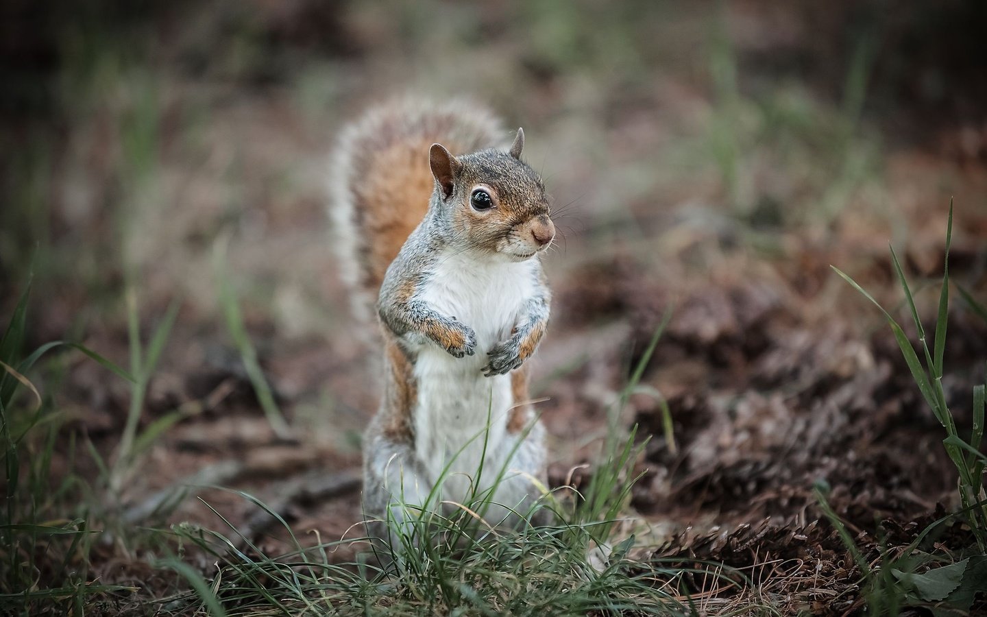 Обои трава, животное, белка, зверек, хвост, белочка, грызун, grass, animal, protein, tail, squirrel, rodent разрешение 2048x1365 Загрузить