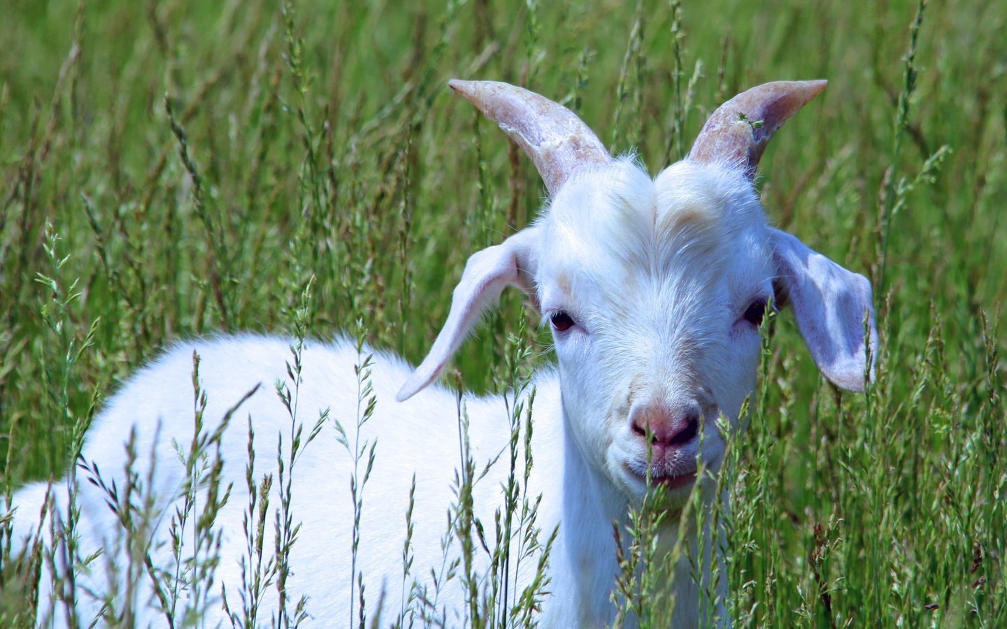 Обои трава, белый, коза, прогулка, детеныш, козленок, grass, white, goat, walk, cub разрешение 4007x2771 Загрузить