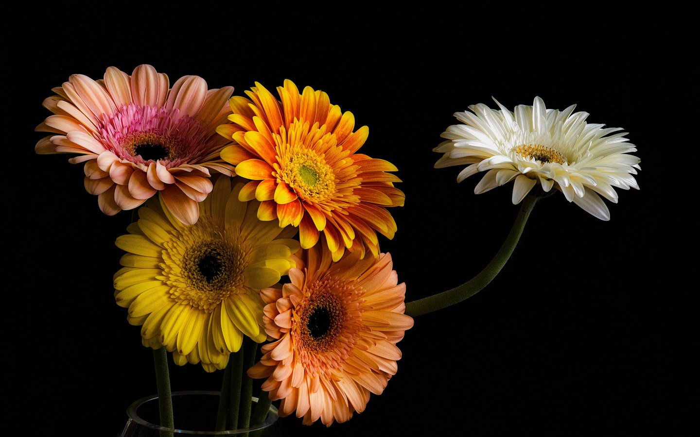 Обои цветы, лепестки, черный фон, букет, герберы, гербера, flowers, petals, black background, bouquet, gerbera разрешение 2048x1337 Загрузить