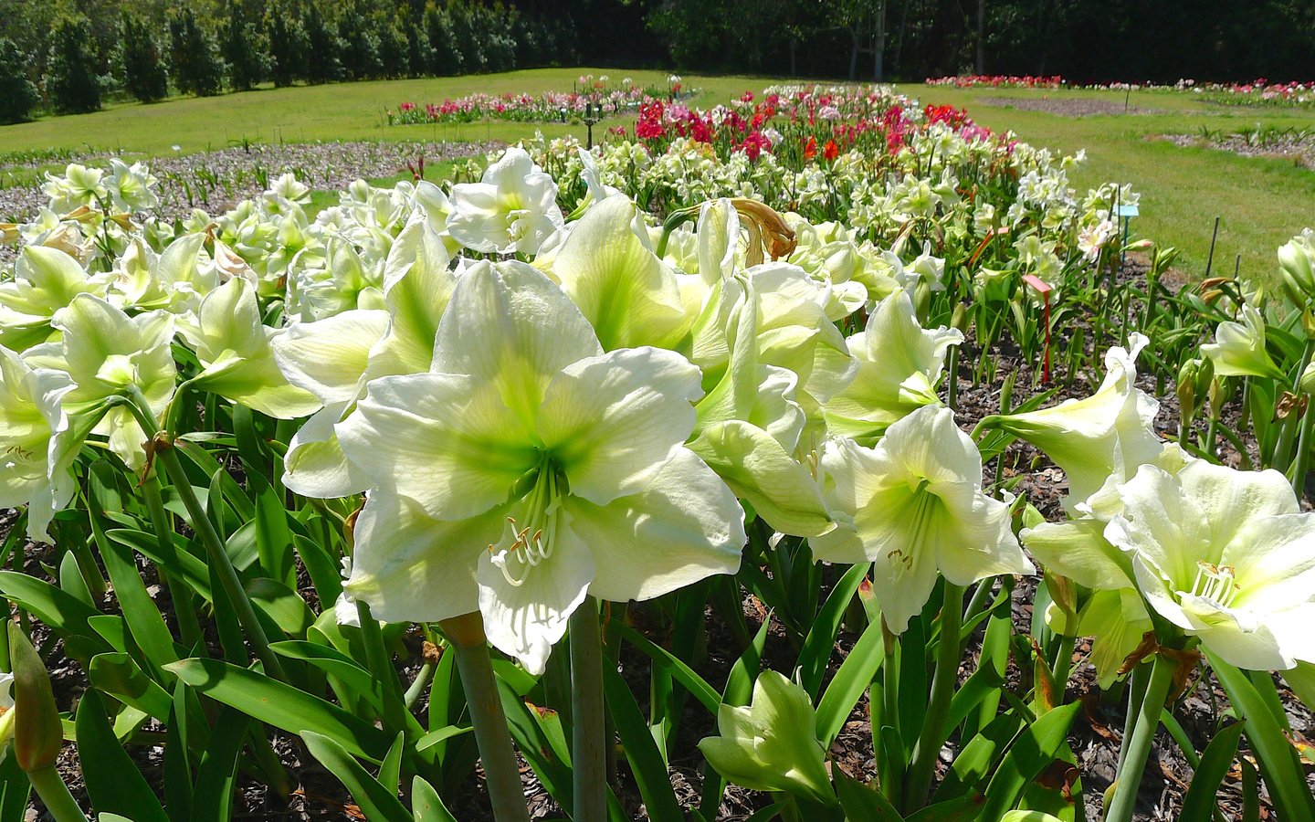 Обои цветы, белые, амариллис, flowers, white, amaryllis разрешение 3200x1800 Загрузить