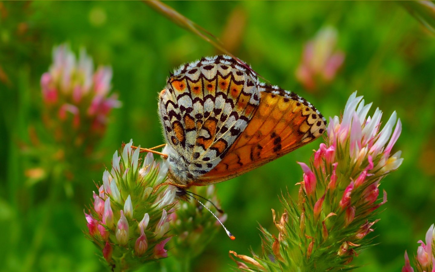 Обои цветы, макро, насекомое, бабочка, крылья, весна, flowers, macro, insect, butterfly, wings, spring разрешение 3004x1814 Загрузить