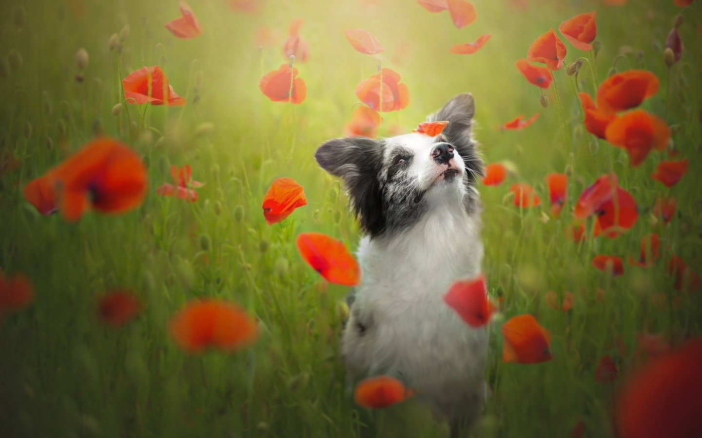 Обои цветы, красные, собака, маки, луг, бордер-колли, flowers, red, dog, maki, meadow, the border collie разрешение 2048x1365 Загрузить