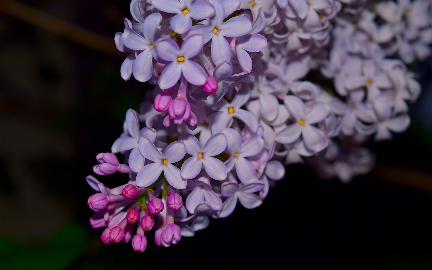 Обои цветы, ветка, цветение, весна, черный фон, сирень, flowers, branch, flowering, spring, black background, lilac разрешение 4496x3000 Загрузить