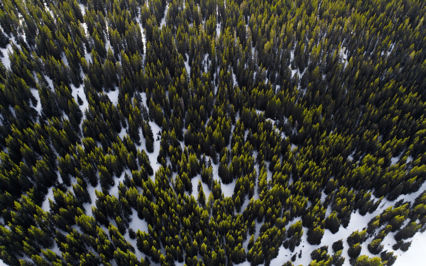 Сосновый лес вид с дрона