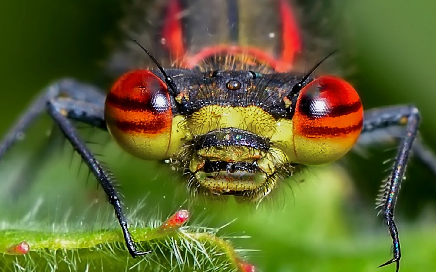 Обои глаза, природа, насекомое, стрекоза, голова, крупным планом, eyes, nature, insect, dragonfly, head, closeup разрешение 2048x1366 Загрузить