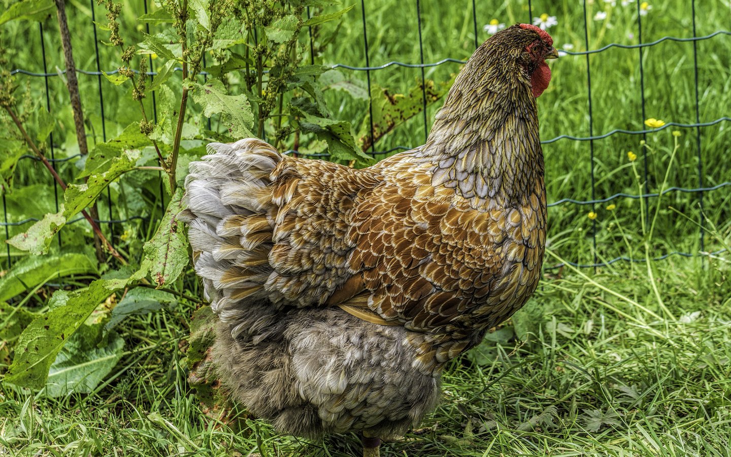 Обои трава, природа, зелень, птица, клюв, перья, курица, grass, nature, greens, bird, beak, feathers, chicken разрешение 3840x2400 Загрузить