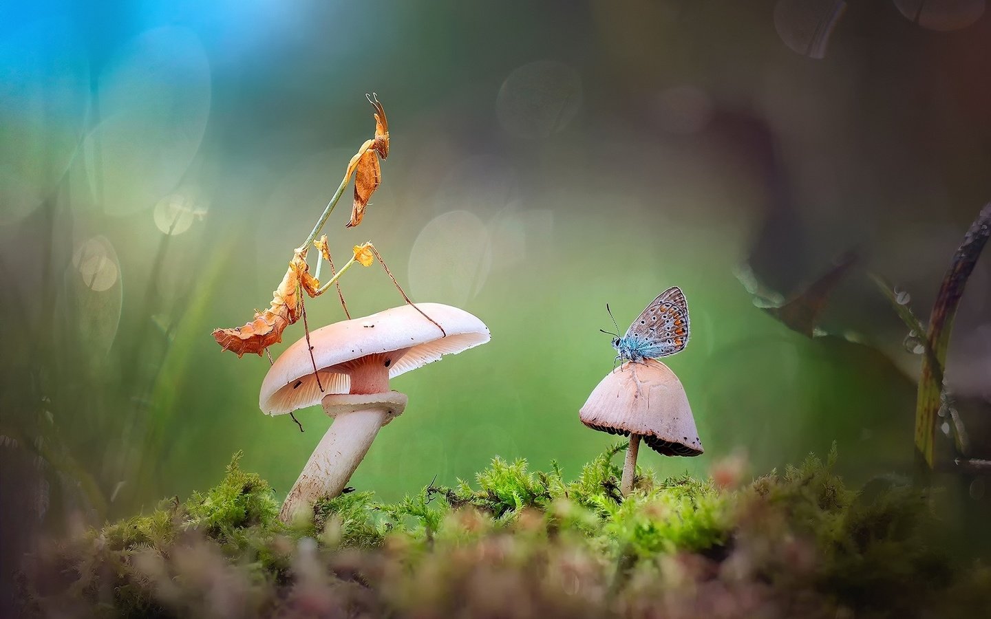 Обои лес, бабочка, гриб, богомол, forest, butterfly, mushroom, mantis разрешение 1920x1200 Загрузить