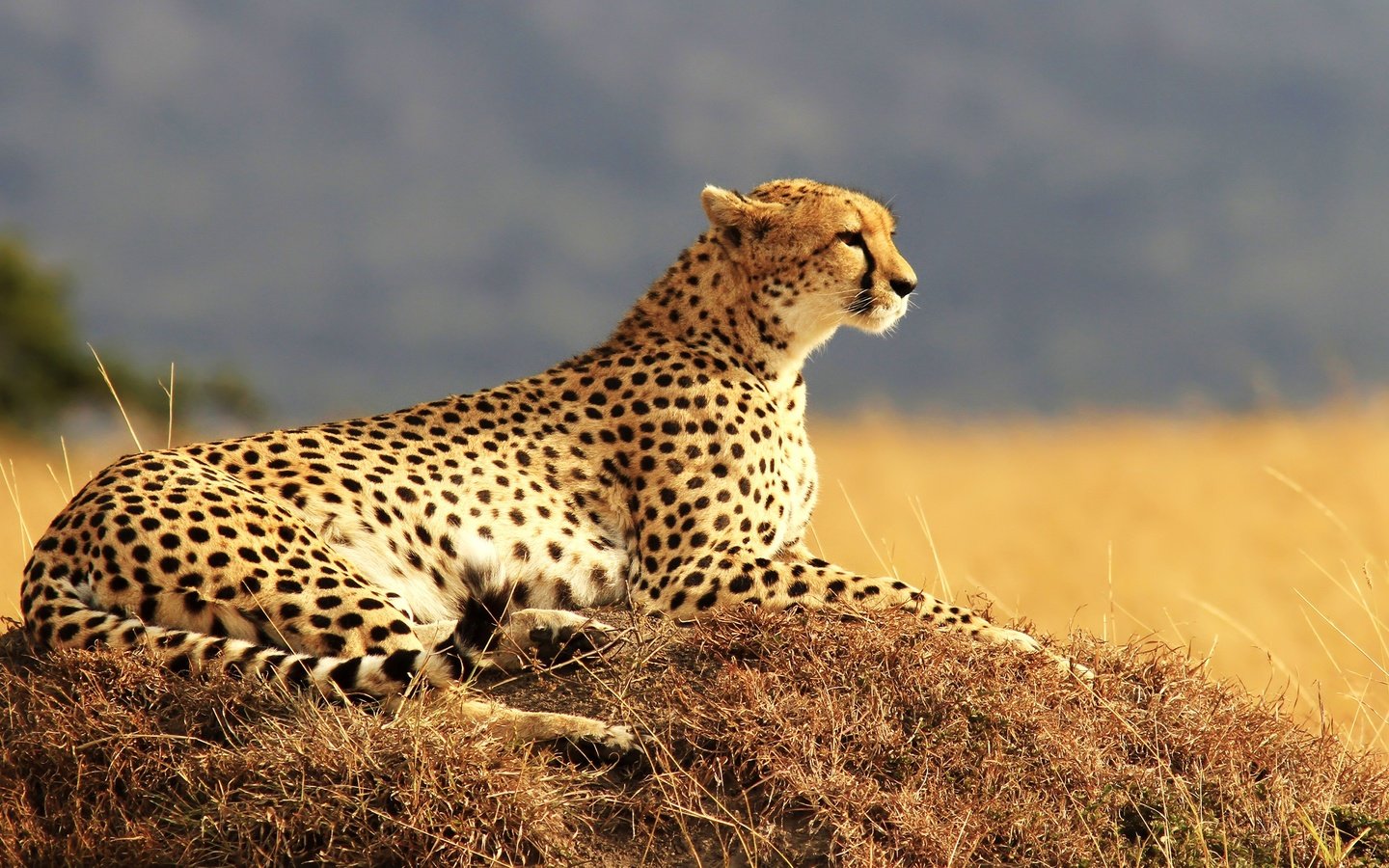 Обои хищник, большая кошка, отдыхает, гепард, predator, big cat, resting, cheetah разрешение 3840x2160 Загрузить