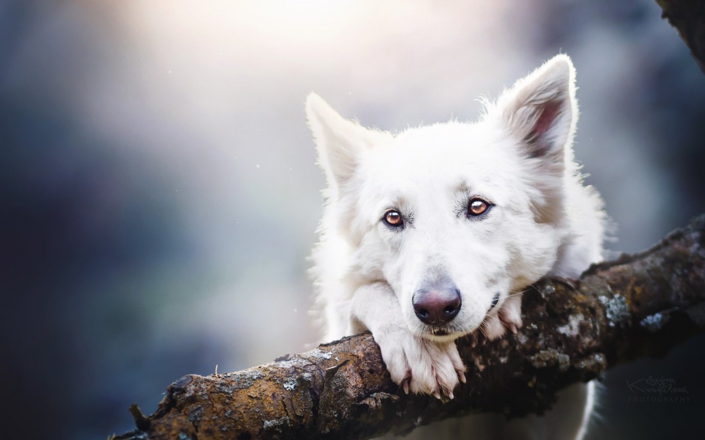 Обои глаза, взгляд, собака, овчарка, белая швейцарская овчарка, eyes, look, dog, shepherd, the white swiss shepherd dog разрешение 1920x1200 Загрузить