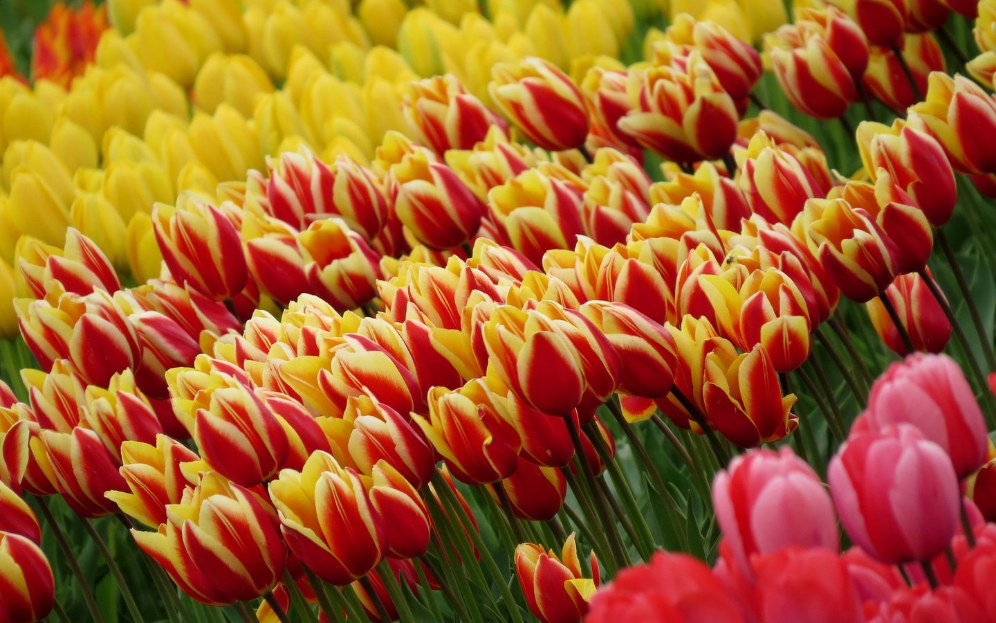 Обои цветы, поле, весна, тюльпаны, flowers, field, spring, tulips разрешение 2048x1364 Загрузить