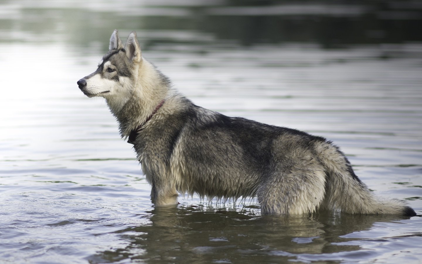 Обои мордочка, взгляд, собака, профиль, хаски, в воде, muzzle, look, dog, profile, husky, in the water разрешение 6000x4000 Загрузить