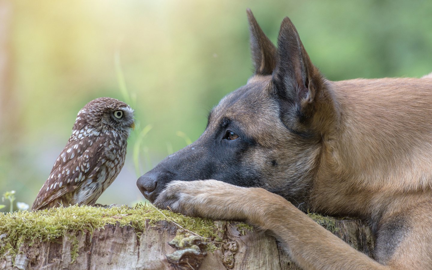 Обои сова, собака, профиль, птица, пень, owl, dog, profile, bird, stump разрешение 2048x1363 Загрузить