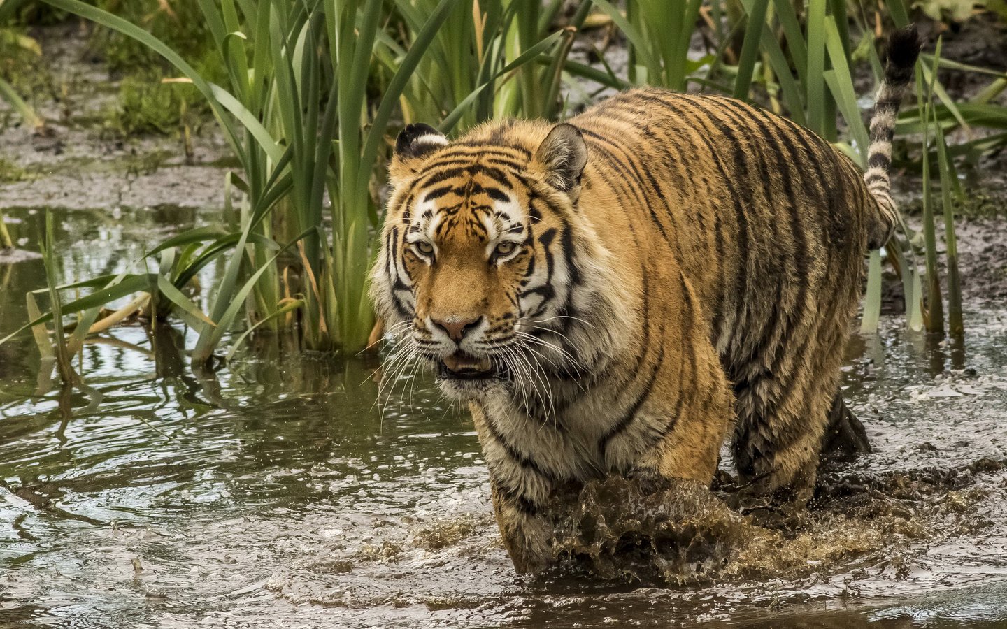 Обои тигр, водоем, хищник, большая кошка, камыш, tiger, pond, predator, big cat, reed разрешение 2225x1400 Загрузить