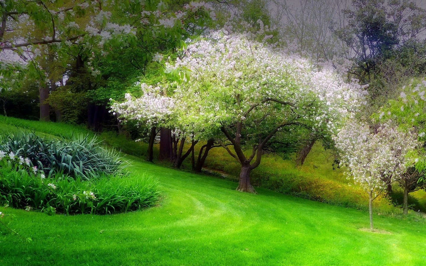 Обои трава, деревья, цветение, парк, весна, клумба, grass, trees, flowering, park, spring, flowerbed разрешение 1935x1451 Загрузить