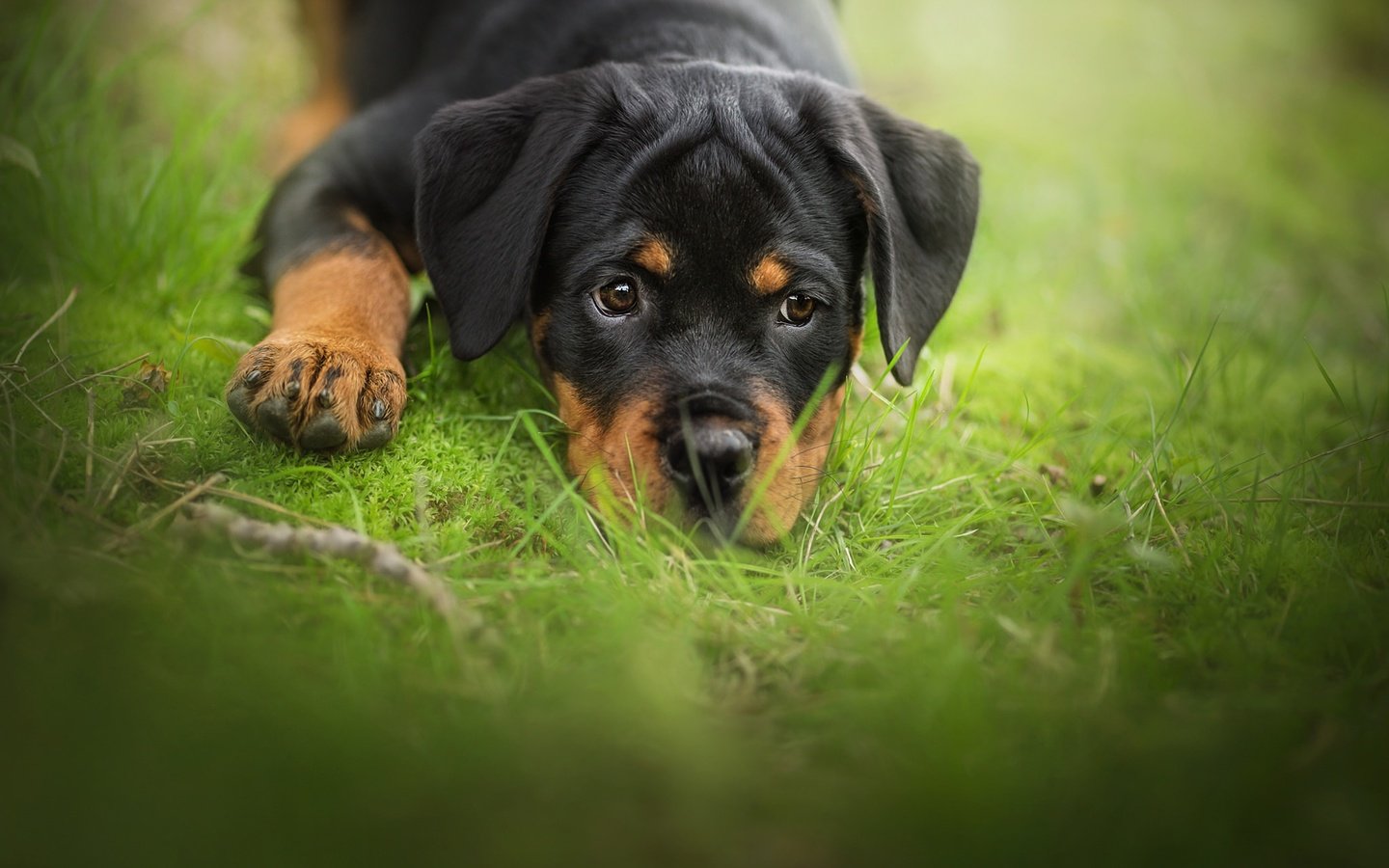 Обои трава, мордочка, взгляд, собака, щенок, ротвейлер, grass, muzzle, look, dog, puppy, rottweiler разрешение 2048x1365 Загрузить