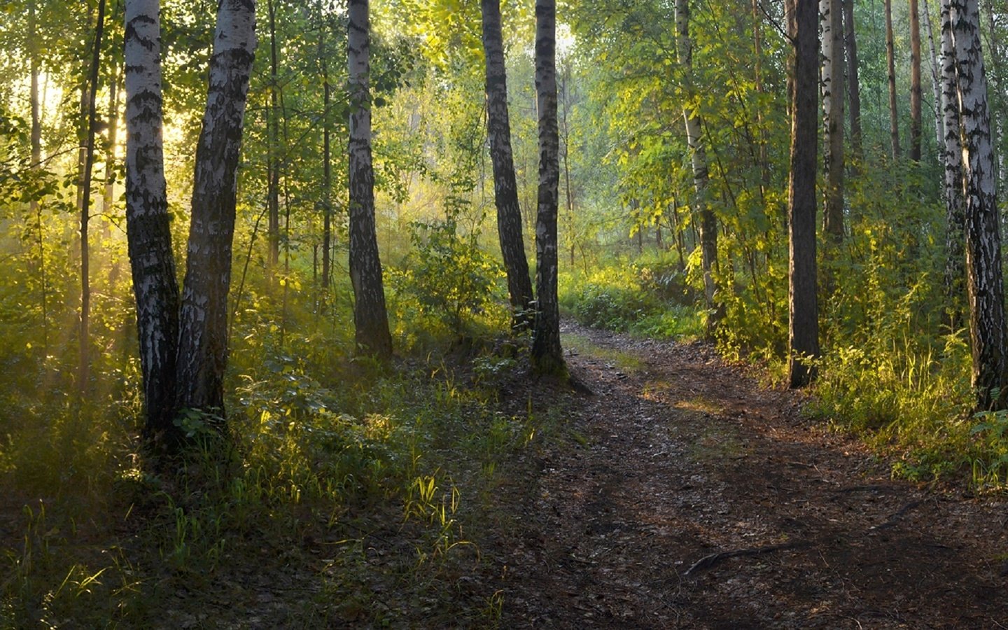 Обои лес, утро, березы, тропинка, irina shapronova, утренний свет, forest, morning, birch, path разрешение 2282x1080 Загрузить