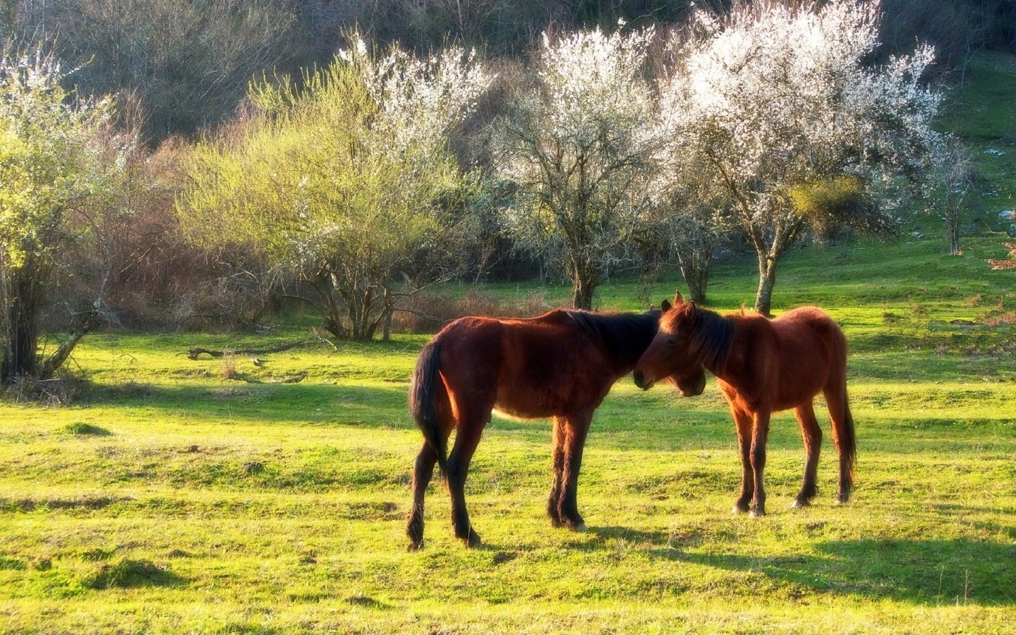 Обои солнце, весна, лошади, кони, сочи, кавказ, евгений никишин, the sun, spring, horse, horses, sochi, the caucasus разрешение 1920x1280 Загрузить