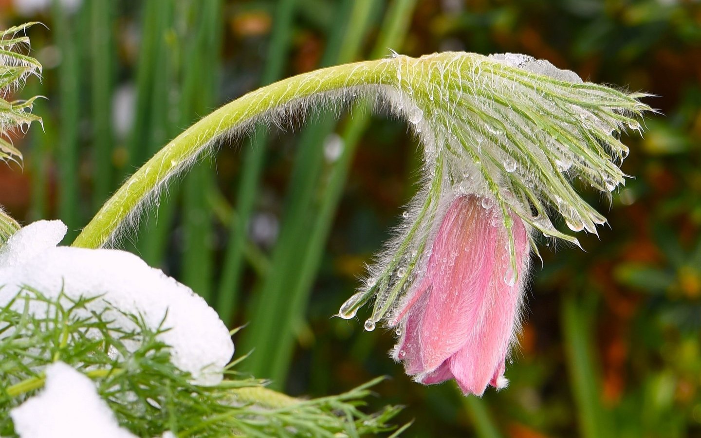 Обои снег, цветок, весна, розовые, капли воды, сон-трава, прострел, snow, flower, spring, pink, water drops, sleep-grass, cross разрешение 2048x1327 Загрузить