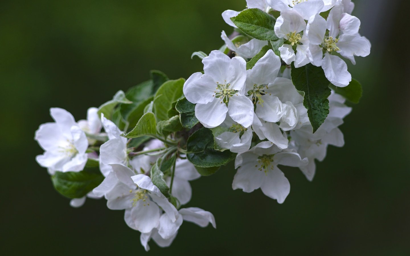 Обои цветы, ветка, природа, цветение, весна, груша, flowers, branch, nature, flowering, spring, pear разрешение 2048x1365 Загрузить