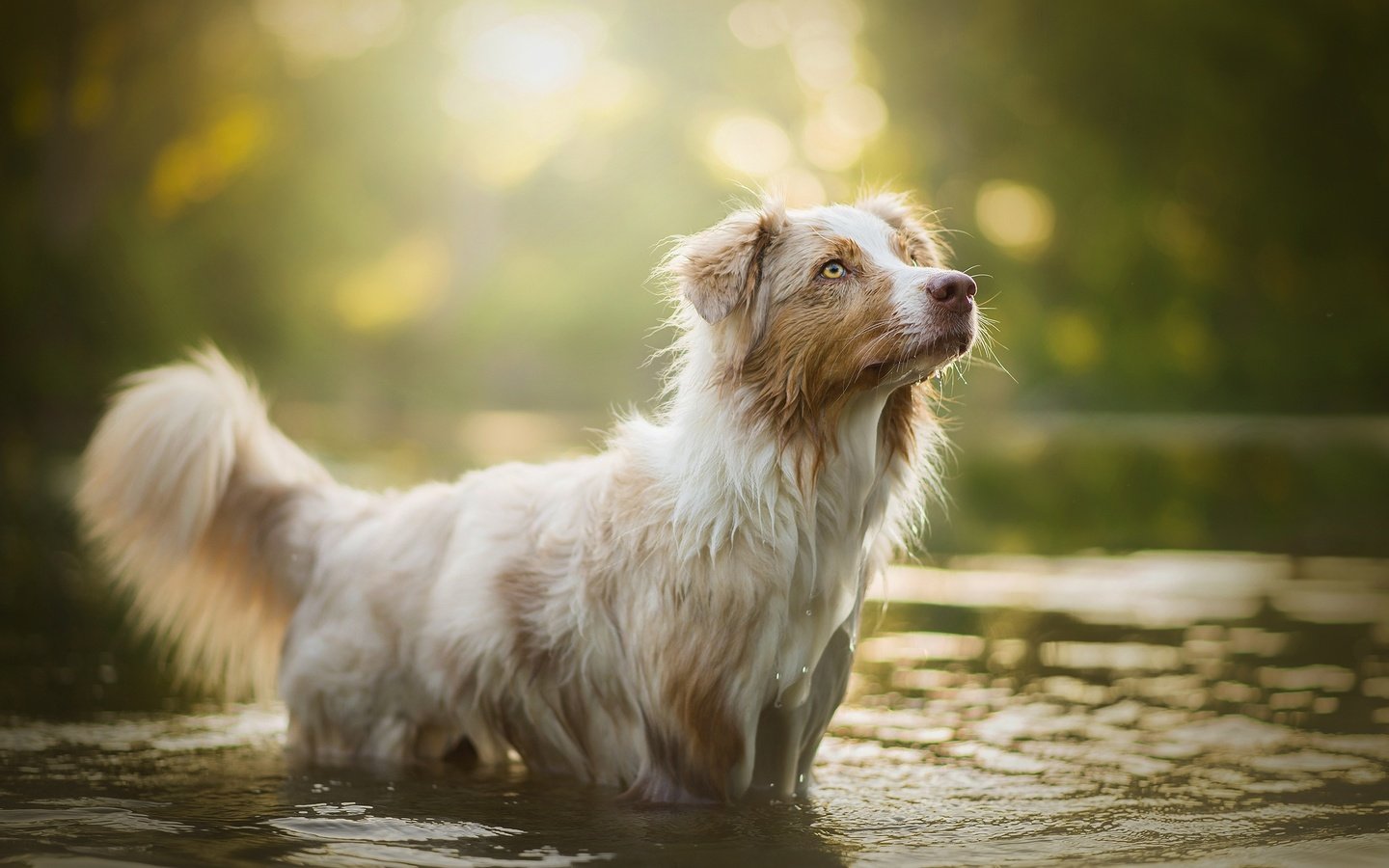 Обои вода, собака, блики, боке, ellie, water, dog, glare, bokeh разрешение 2048x1297 Загрузить