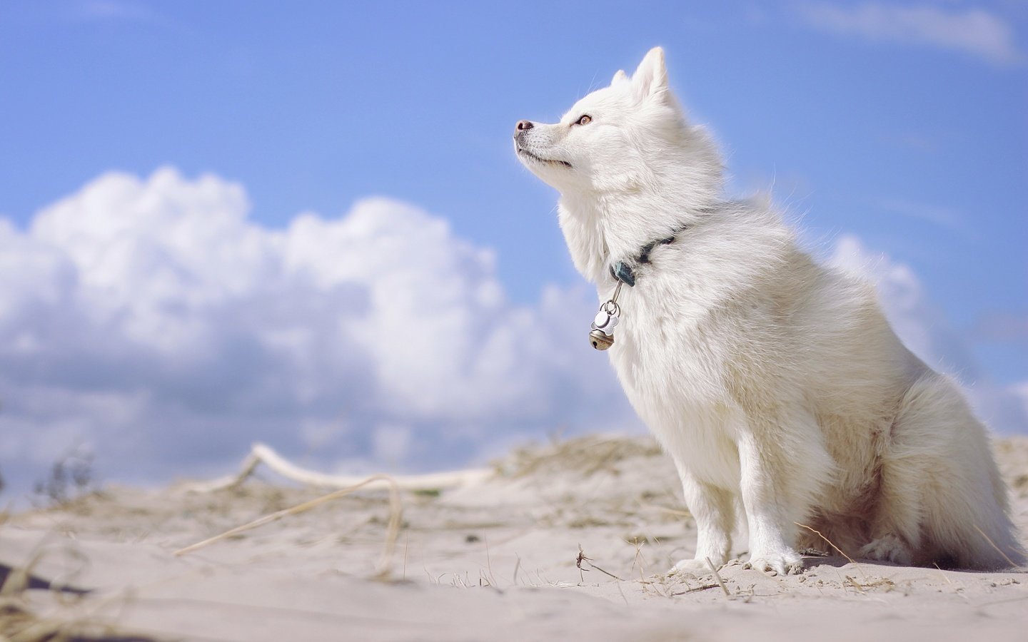 Обои небо, облака, собака, финский лаппхунд, лопарская лайка, the sky, clouds, dog, finnish lapphund, loparskaya husky разрешение 2880x1800 Загрузить