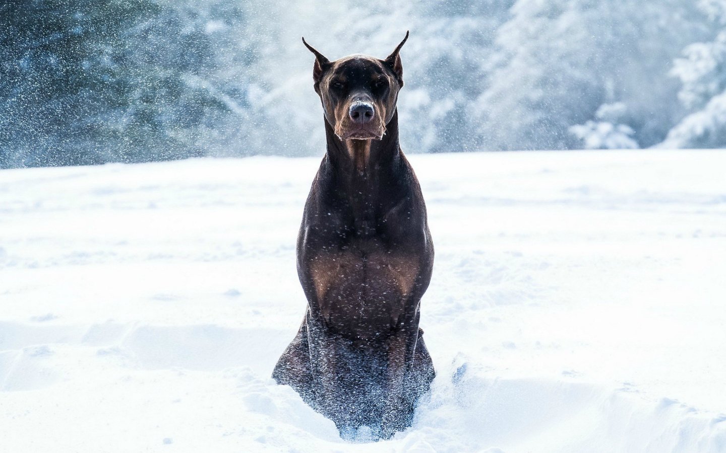 Обои снег, зима, животные, собака, доберман, snow, winter, animals, dog, doberman разрешение 1920x1080 Загрузить