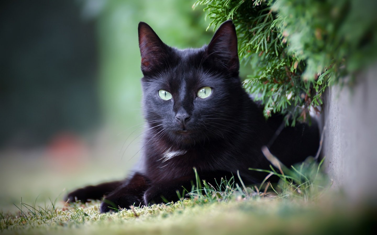 Обои глаза, фон, кот, усы, кошка, взгляд, черный, eyes, background, cat, mustache, look, black разрешение 1920x1200 Загрузить