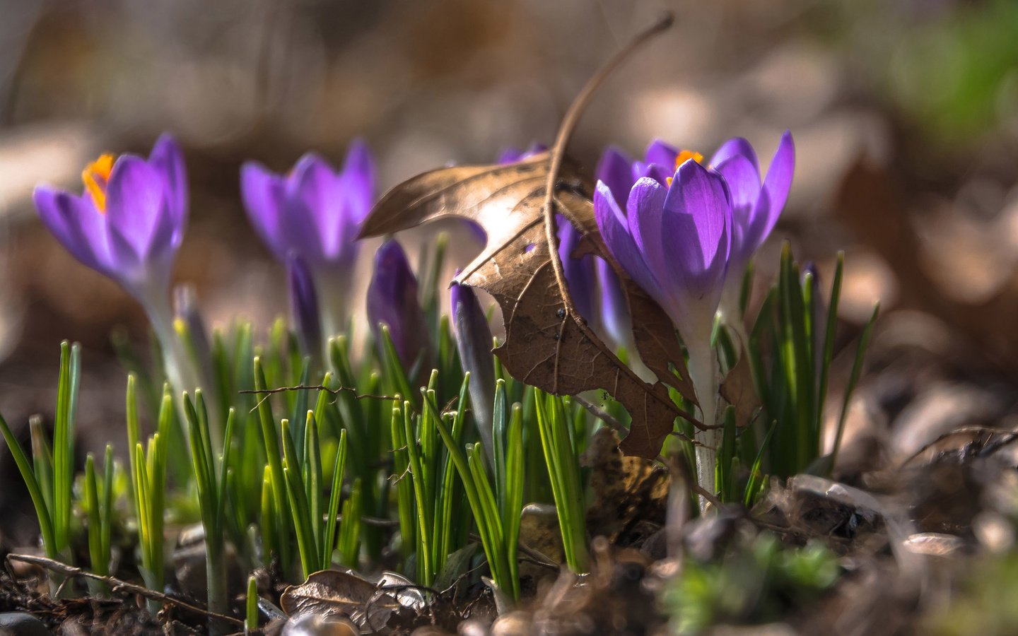 Обои цветы, весна, крокусы, flowers, spring, crocuses разрешение 2560x1600 Загрузить