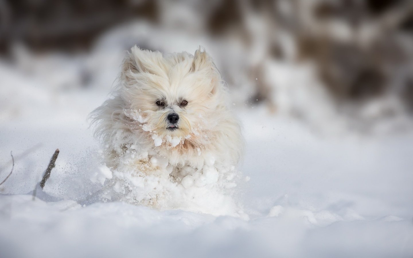 Обои снег, зима, собака, болонка, snow, winter, dog, lapdog разрешение 1920x1080 Загрузить