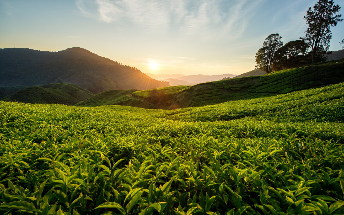 Обои холмы, природа, пейзаж, чай, малайзия, чайная плантация, hills, nature, landscape, tea, malaysia, tea plantation разрешение 3840x2400 Загрузить