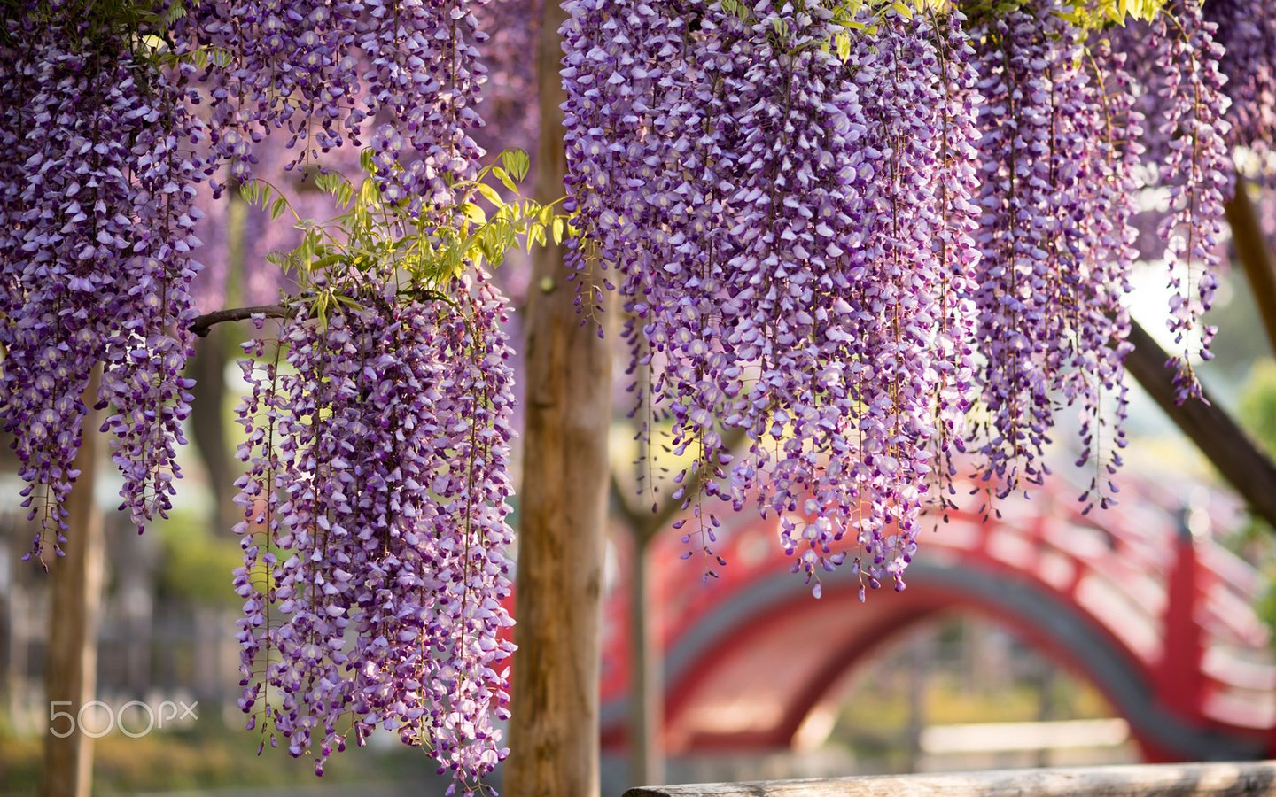 Обои цветы, цветение, весна, глициния, вистерия, flowers, flowering, spring, wisteria разрешение 1920x1200 Загрузить