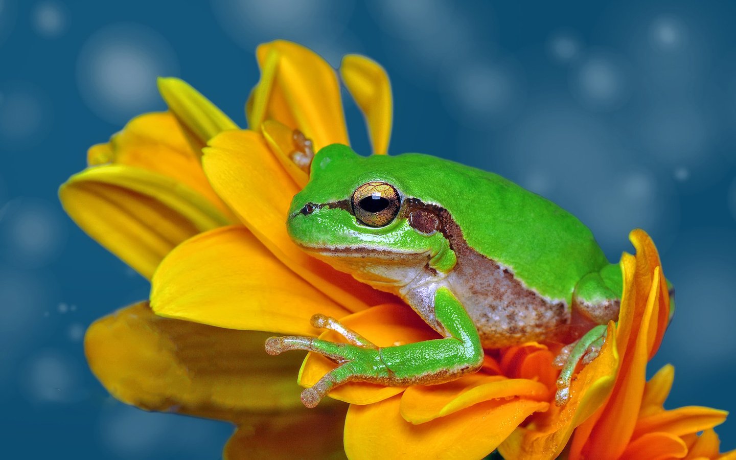 Обои макро, цветок, лягушка, жаба, macro, flower, frog, toad разрешение 1920x1200 Загрузить
