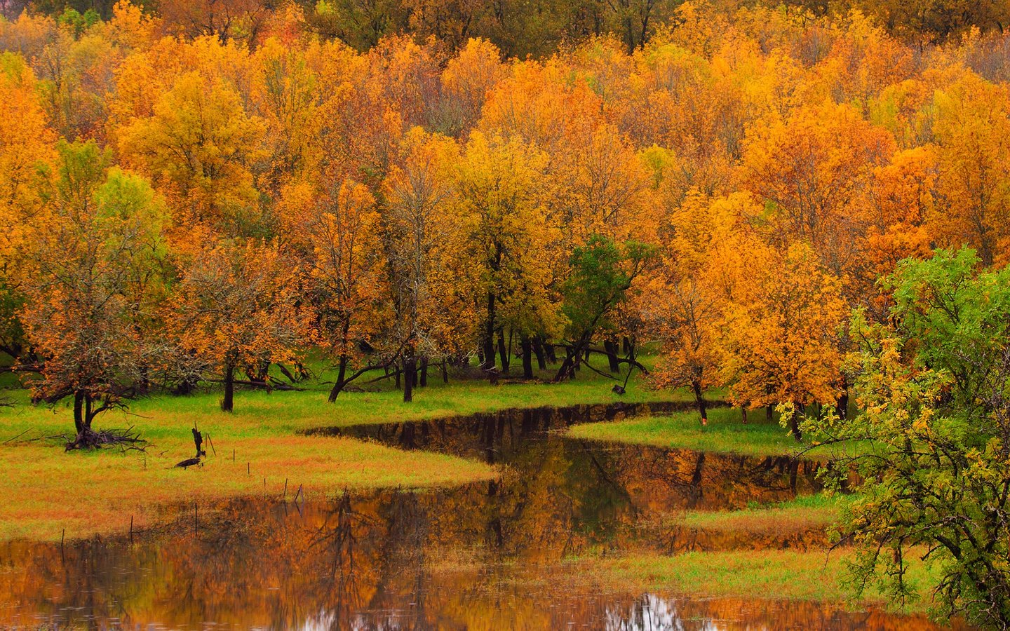 Обои деревья, река, природа, лес, пейзаж, осень, trees, river, nature, forest, landscape, autumn разрешение 1920x1200 Загрузить