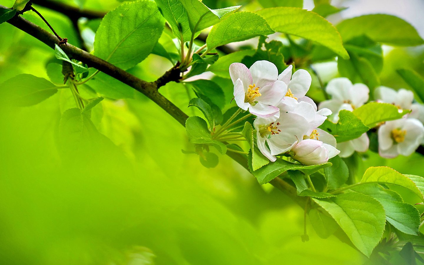 Обои цветы, ветка, цветение, листья, весна, яблоня, flowers, branch, flowering, leaves, spring, apple разрешение 1920x1200 Загрузить