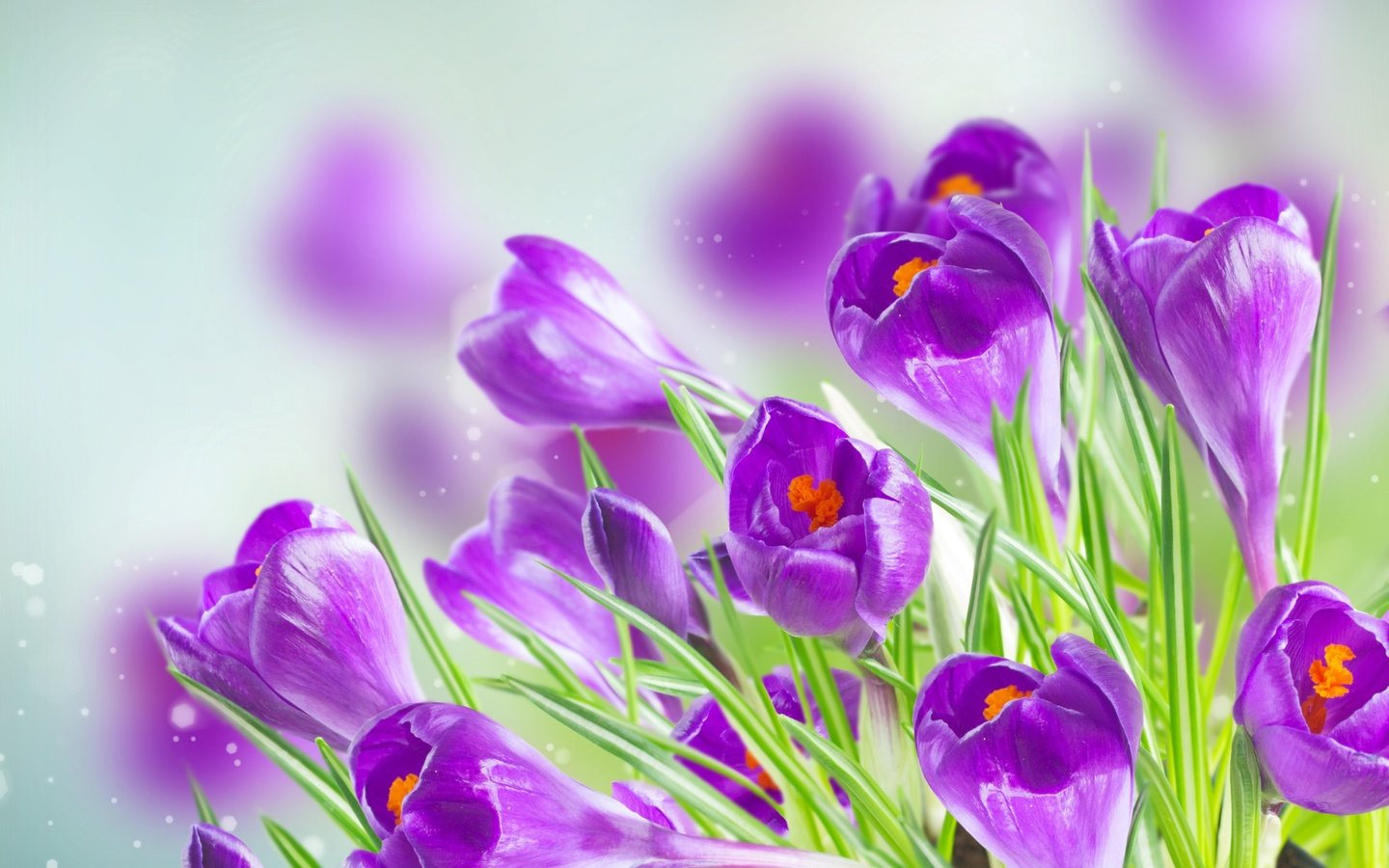 Обои цветы, весна, крокусы, flowers, spring, crocuses разрешение 2880x1800 Загрузить