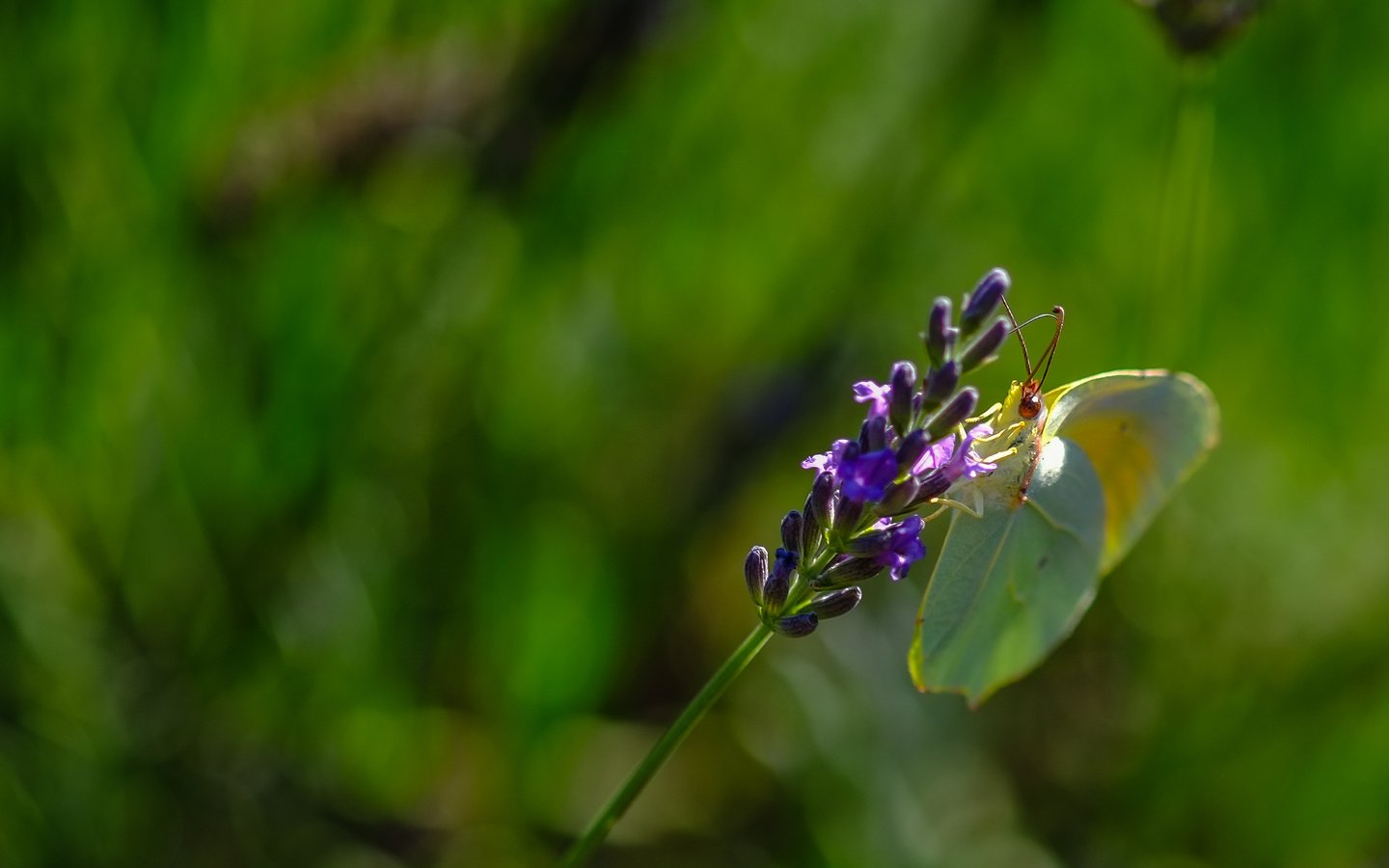 Обои природа, растения, насекомое, фон, цветок, лаванда, бабочка, nature, plants, insect, background, flower, lavender, butterfly разрешение 3090x1868 Загрузить