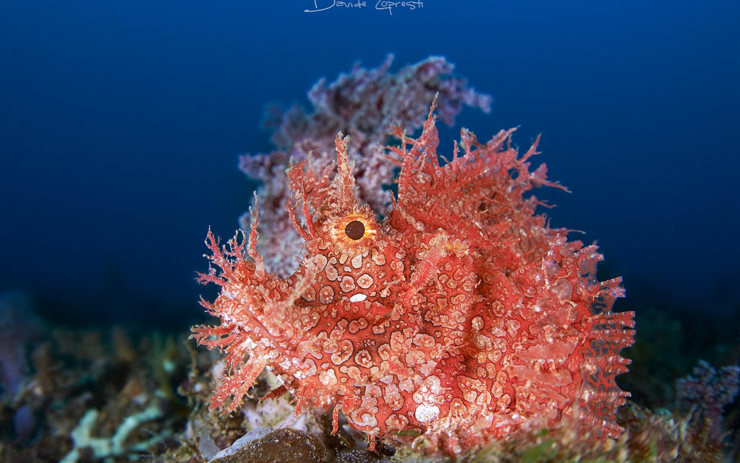 Обои океан, подводный мир, ambon scorpion fish, the ocean, underwater world разрешение 2000x1333 Загрузить