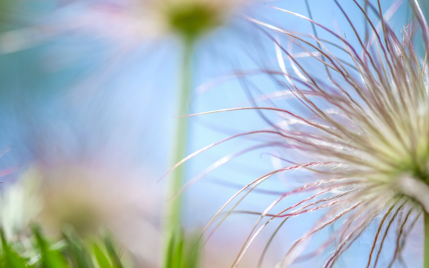 Обои природа, макро, цветок, боке, nature, macro, flower, bokeh разрешение 4896x2760 Загрузить