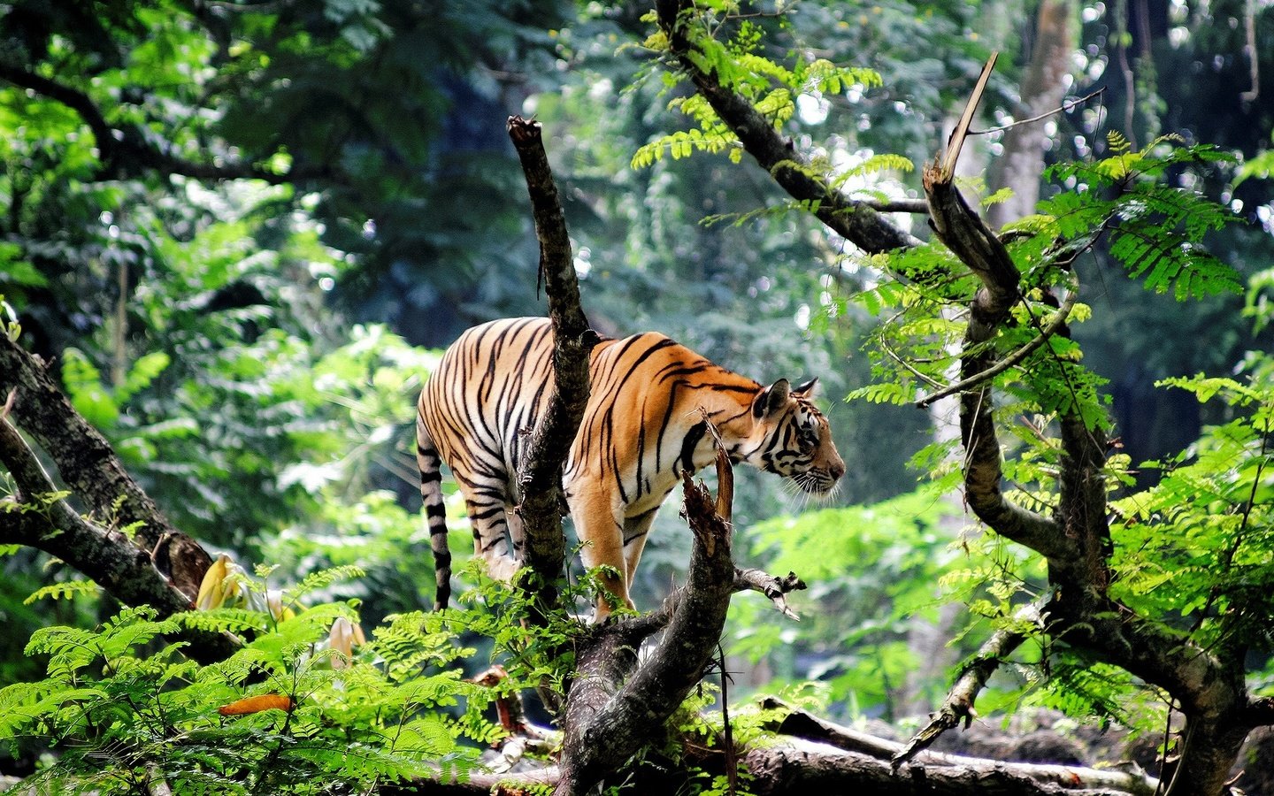 Обои тигр, морда, природа, лес, взгляд, хищник, дикая кошка, tiger, face, nature, forest, look, predator, wild cat разрешение 1920x1200 Загрузить