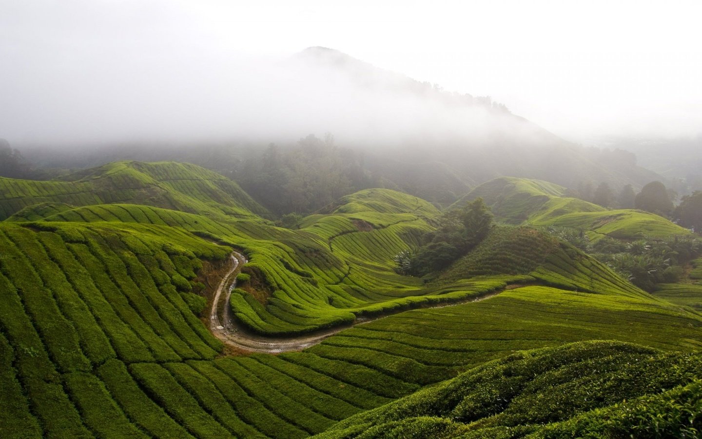 Обои трава, горы, холмы, природа, туман, малайзия, камерон-хайлендс, grass, mountains, hills, nature, fog, malaysia, cameron highlands разрешение 1920x1200 Загрузить