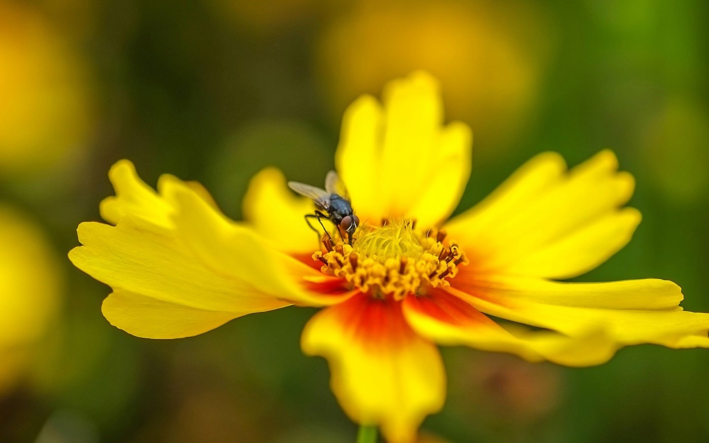 Обои насекомое, цветок, лепестки, муха, insect, flower, petals, fly разрешение 2496x1664 Загрузить