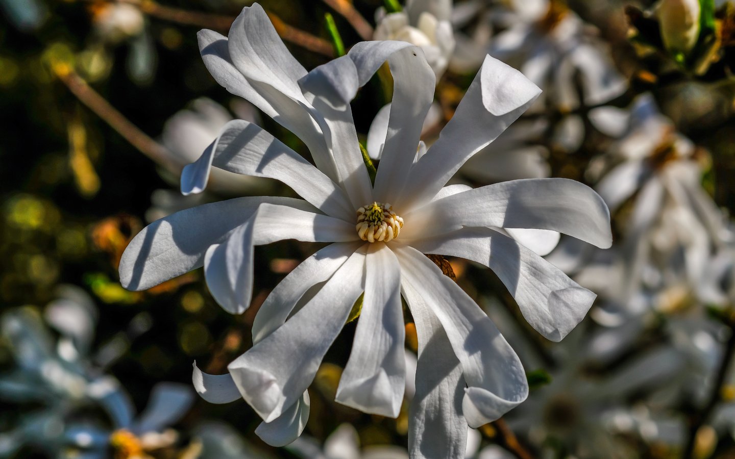 Обои цветы, цветение, весна, белые, магнолия, flowers, flowering, spring, white, magnolia разрешение 6000x4000 Загрузить