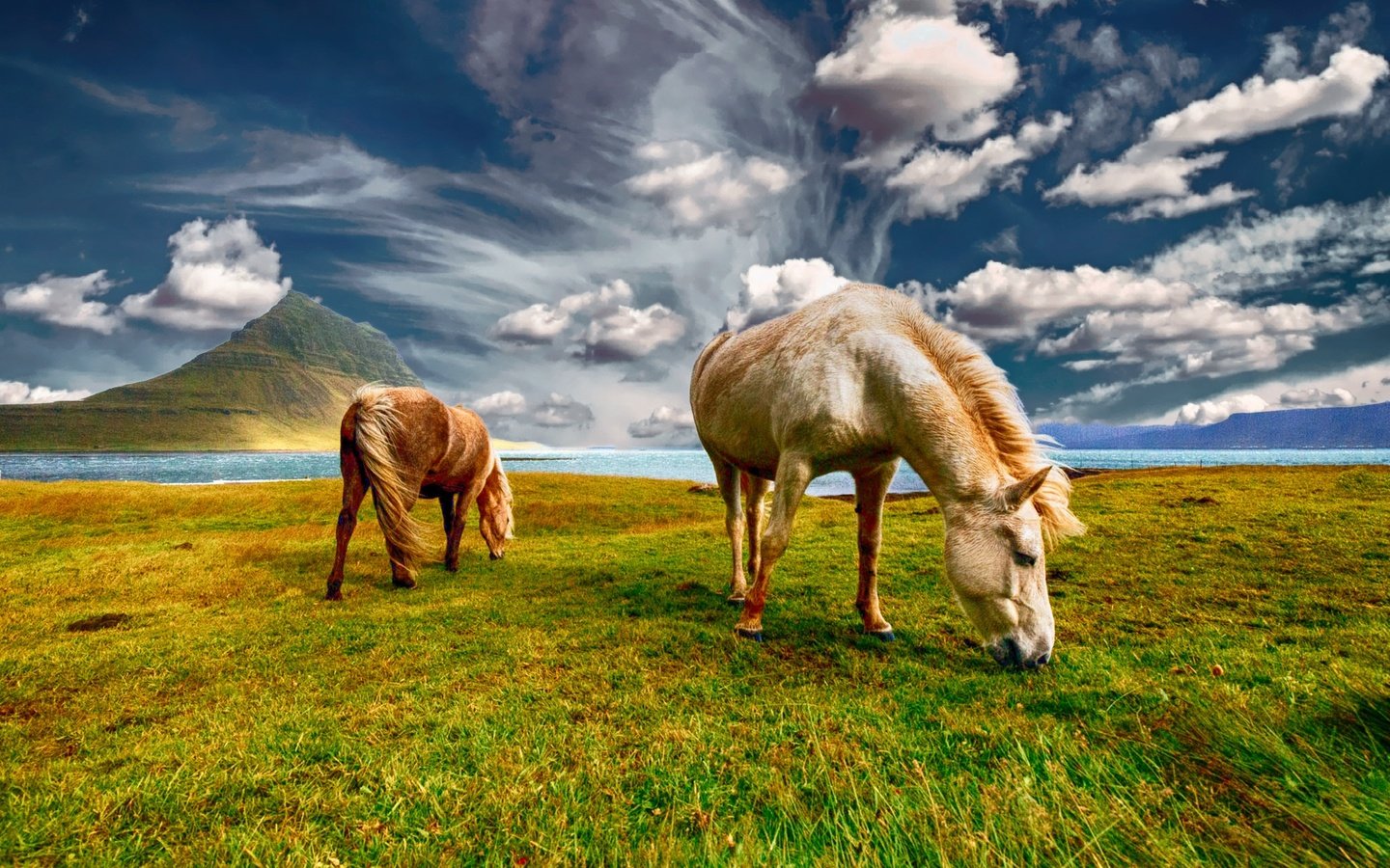 Обои небо, трава, облака, пара, лошади, кони, пастбище, the sky, grass, clouds, pair, horse, horses, pasture разрешение 2000x1333 Загрузить