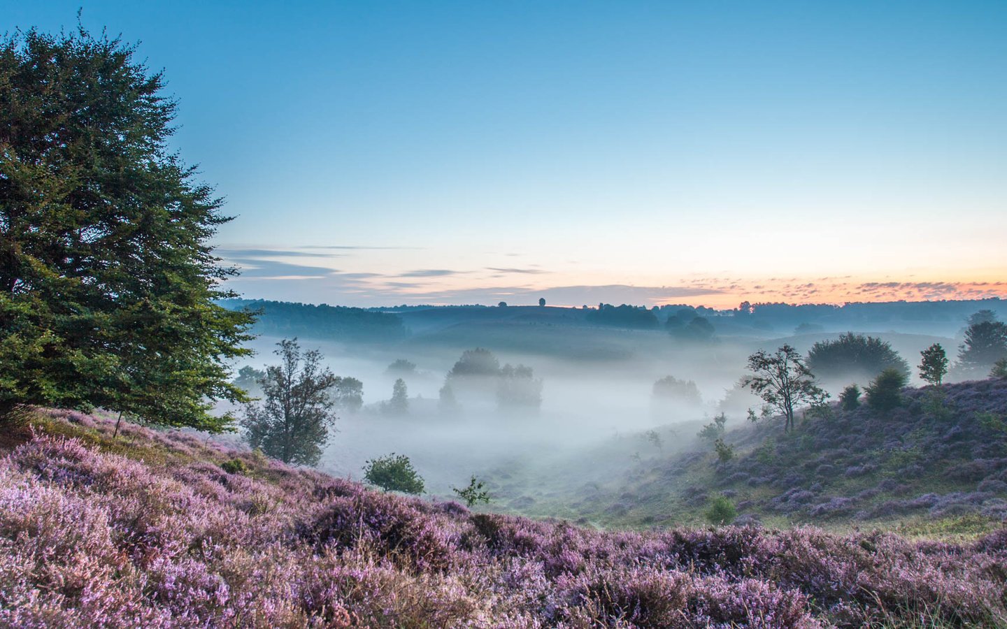 Обои деревья, холмы, природа, утро, поля, туман, вереск, trees, hills, nature, morning, field, fog, heather разрешение 2160x1080 Загрузить