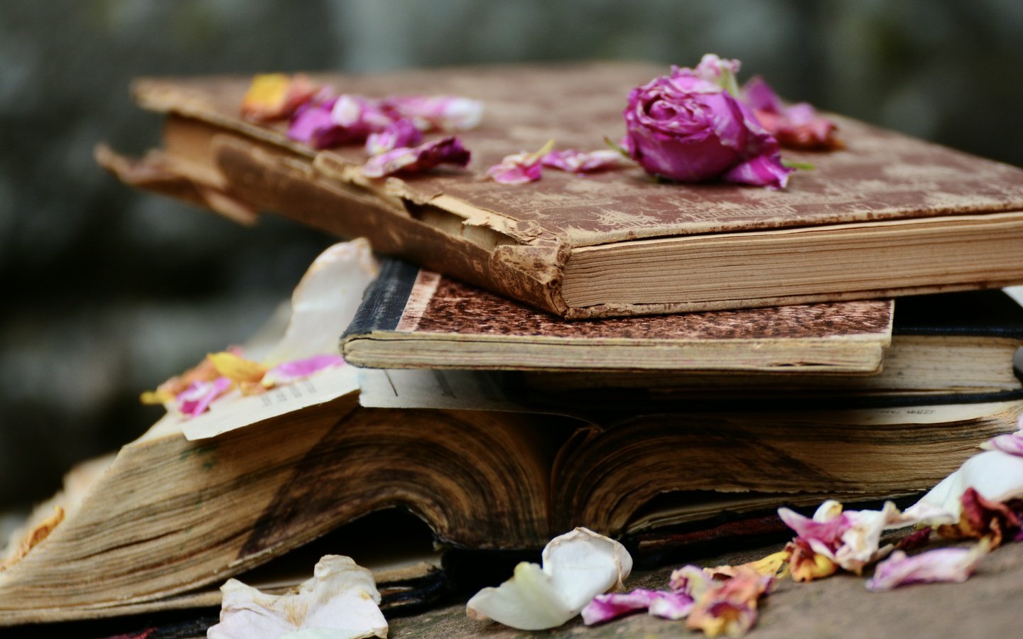 Обои цветы, розы, лепестки, книги, стопка, страницы, flowers, roses, petals, books, stack, page разрешение 6000x4000 Загрузить