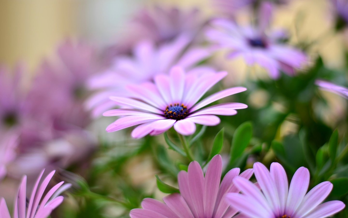 Обои цветы, лепестки, остеоспермум, flowers, petals, osteospermum разрешение 3696x2448 Загрузить