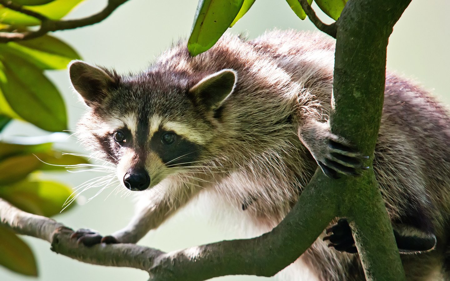 Обои ветка, мордочка, взгляд, енот, branch, muzzle, look, raccoon разрешение 2048x1335 Загрузить