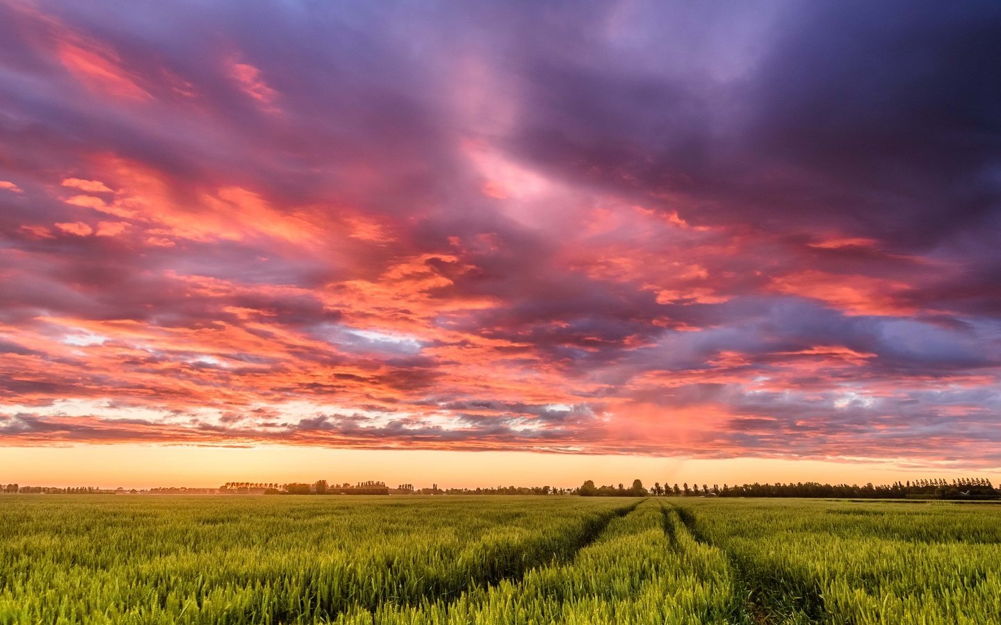 Обои небо, облака, закат, поле, нидерланды, колея, the sky, clouds, sunset, field, netherlands, track разрешение 2048x1486 Загрузить